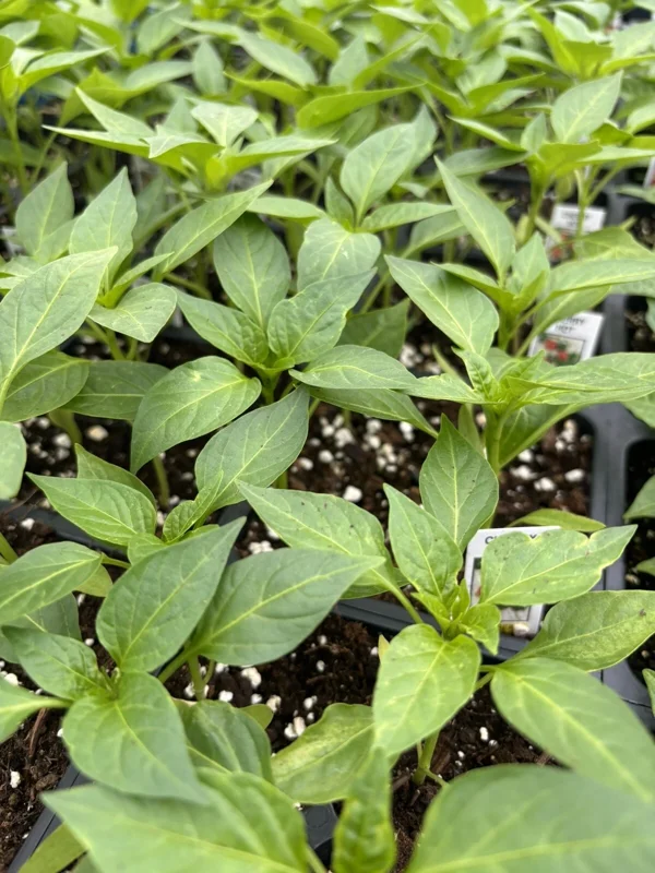 Red Cherry Hot Pepper Live Plants - Cherry Bomb Chili - 3 Pack, 2-4 inch pot, Outdoor - Image 1