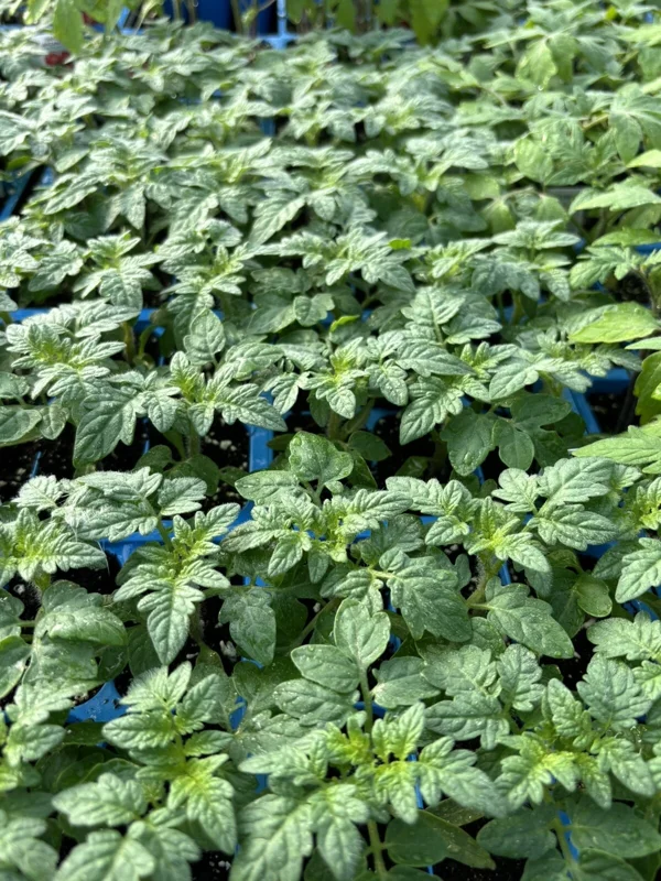 Red Cherry Tomato Live Plants - 4 Pack, 6-10 inches, 60+ Days Old, Outdoor - Image 1
