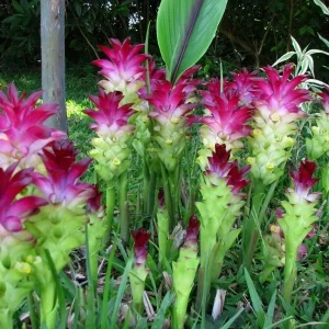 Red Curcuma Plant Rhizomes - Fast Growing Ornamental Turmeric - Live Bulbs for Indoor/Outdoor - Image 1