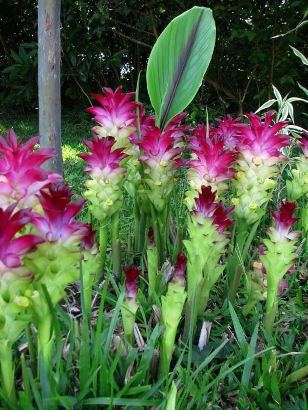 Red Curcuma Plant Rhizomes - Fast Growing Ornamental Turmeric - Live Bulbs for Indoor/Outdoor - Image 1