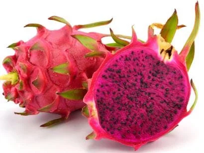 Red Dragon Fruit Live Plant – 4in Pot – Tropical Fruit Tree - Image 1