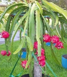Red Dragon Fruit Live Plant – 4in Pot – Tropical Fruit Tree - Image 2