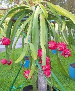 Red Dragon Fruit Live Plant – 4in Pot – Tropical Fruit Tree - Image 2