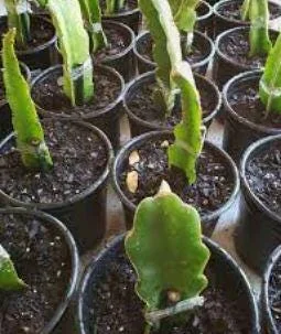 Red Dragon Fruit Live Plant – 4in Pot – Tropical Fruit Tree - Image 3
