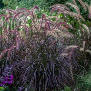 Red Fountain Grass Live Plants - Pennisetum Rubrum - Pack of 2 - 5-9