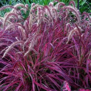 Red Fountain Grass Live Plants - Pennisetum Rubrum - Pack of 2 - 5-9
