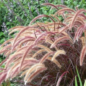 Red Fountain Grass Live Plants - Pennisetum Rubrum - Pack of 2 - 5-9
