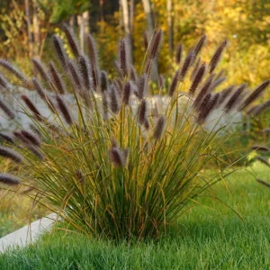 Red Fountain Grass Live Plants - Pennisetum Rubrum - Pack of 2 - 5-9