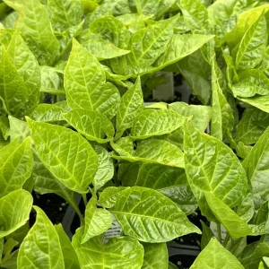 Red Ghost Bhut Jolokia Live Plants - 3 Pack, 75+ Day Old Super Hot Peppers - Image 2