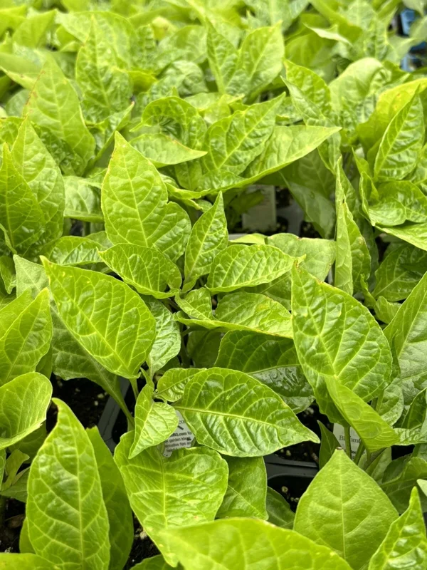 Red Ghost Bhut Jolokia Live Plants - 3 Pack, 75+ Day Old Super Hot Peppers - Image 2