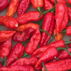 Red Ghost Bhut Jolokia Live Plants - 3 Pack, 75+ Day Old Super Hot Peppers - Image 3