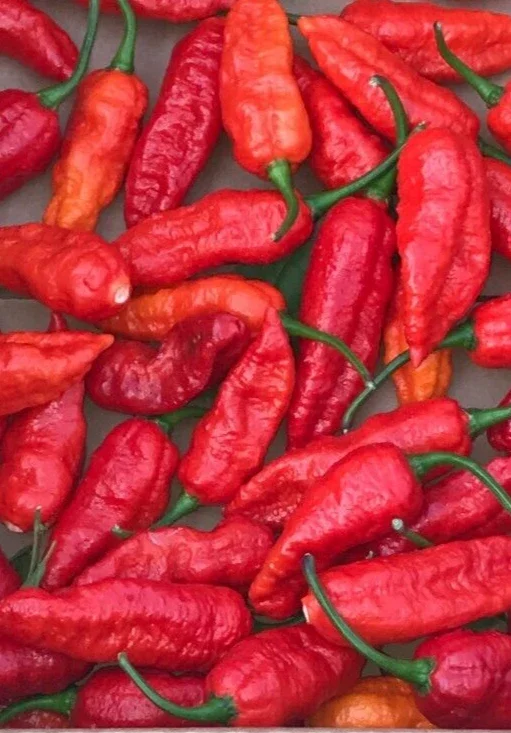 Red Ghost Bhut Jolokia Live Plants - 3 Pack, 75+ Day Old Super Hot Peppers - Image 3