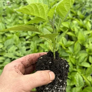 Red Ghost Bhut Jolokia Live Plants - 3 Pack, 75+ Day Old Super Hot Peppers - Image 4