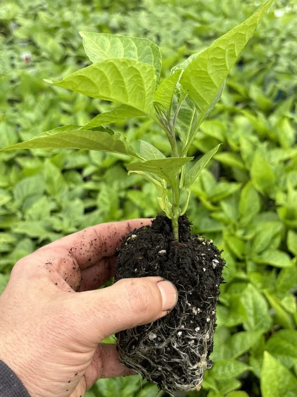 Red Ghost Bhut Jolokia Live Plants - 3 Pack, 75+ Day Old Super Hot Peppers - Image 4