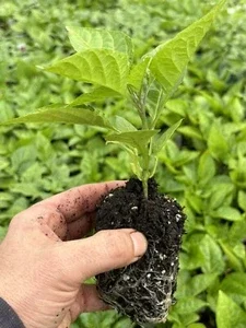 Red Ghost Bhut Jolokia Live Plants - 3 Pack, 75+ Day Old Super Hot Peppers - Image 1