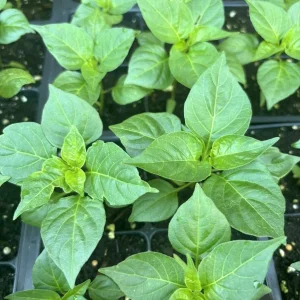 Red Habanero Live Plant 3-Pack - Super Hot Pepper Plants for Garden - Image 2
