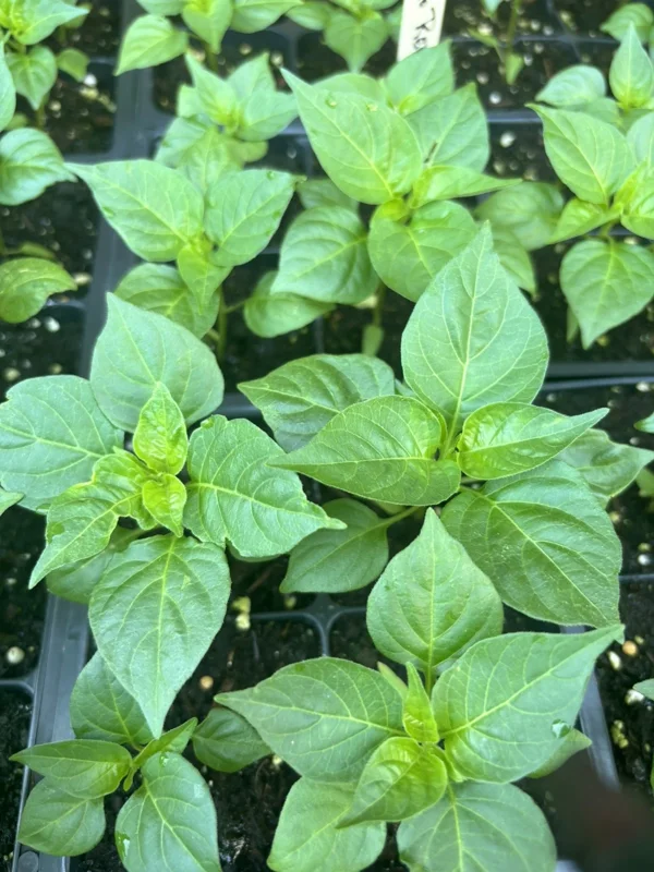 Red Habanero Live Plant 3-Pack - Super Hot Pepper Plants for Garden - Image 2
