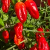 Red Habanero Live Plant 3-Pack - Super Hot Pepper Plants for Garden - Image 1