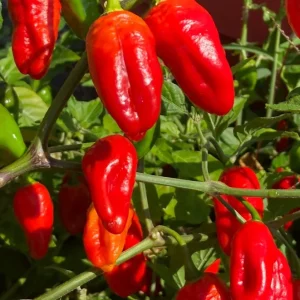 Red Habanero Live Plant 3-Pack - Super Hot Pepper Plants for Garden - Image 1