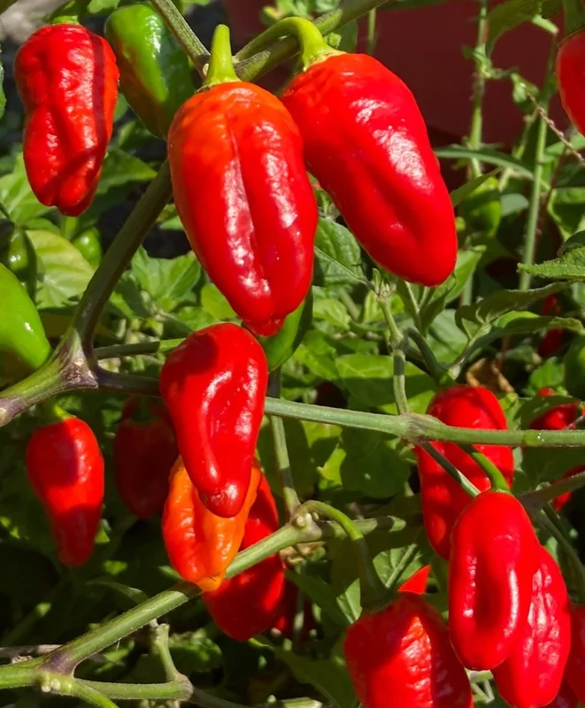 Red Habanero Live Plant 3-Pack - Super Hot Pepper Plants for Garden - Image 1