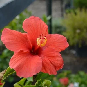 Red Hibiscus Live Plant 2-Pack, 5-9