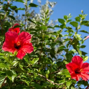 Red Hibiscus Live Plant 2-Pack, 5-9