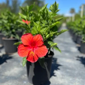Red Hibiscus Live Plant 2-Pack, 5-9