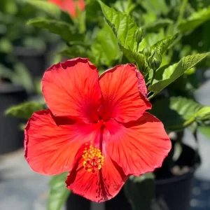Red Hibiscus Live Plant 2-Pack, 5-9