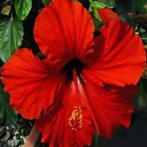 Red Hibiscus Live Plant 2-Pack, 5-9