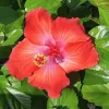 Red Hibiscus Live Plant 2-Pack, 5-9" Tall, Tropical Rosa-Sinensis, Scarlet Blooms - Image 1