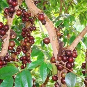 Red Hybrid Jaboticaba Live Plant – 1 Gallon Pot – 16-22 Inches Tall - Image 2