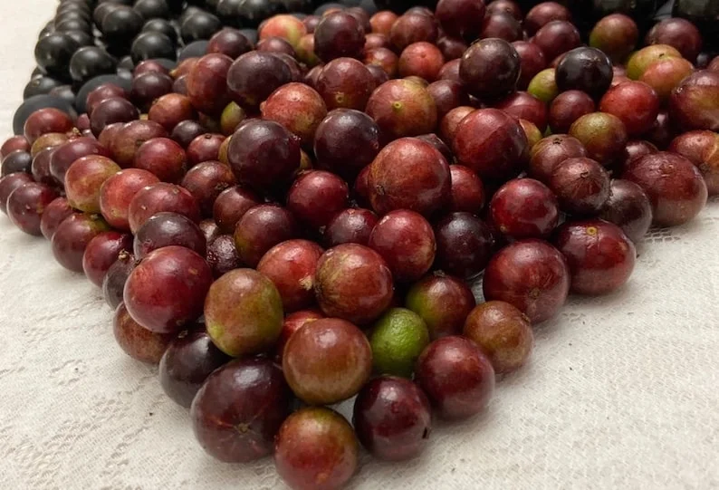 Red Hybrid Jaboticaba Live Plant – 1 Gallon Pot – 16-22 Inches Tall - Image 1