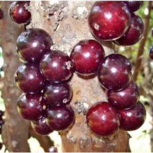 Red Hybrid Jaboticaba Live Plant – 8-10in Tall – 1 Gallon Pot – Outdoor Fruit Tree - Image 2