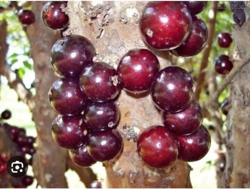 Red Hybrid Jaboticaba Live Plant – 8-10in Tall – 1 Gallon Pot – Outdoor Fruit Tree - Image 2