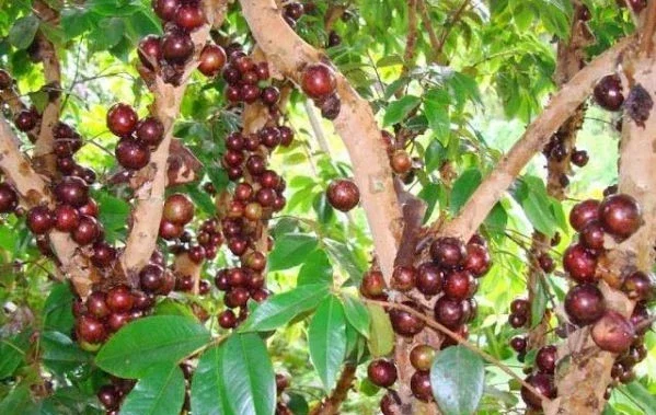 Red Hybrid Jaboticaba Live Plant – 8-10in Tall – 1 Gallon Pot – Outdoor Fruit Tree - Image 3