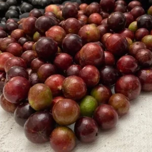 Red Hybrid Jaboticaba Live Plant – 8-10in Tall – 1 Gallon Pot – Outdoor Fruit Tree - Image 1