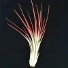 Red Juncea Air Plant - Tillandsia Live Plant, 4-7 inch, Drought Tolerant - Image 1