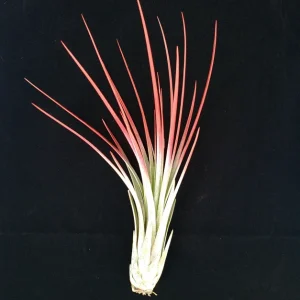 Red Juncea Air Plant - Tillandsia Live Plant, 4-7 inch, Drought Tolerant - Image 1