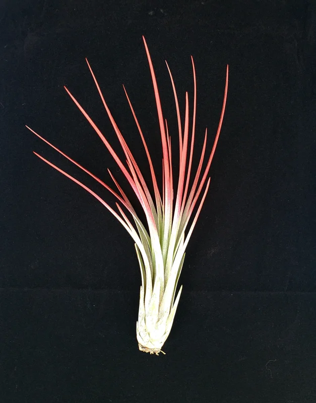 Red Juncea Air Plant - Tillandsia Live Plant, 4-7 inch, Drought Tolerant - Image 1