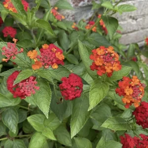 Red Lantana Live Plant 3-Pack – 4-6 Inch Tall Starter Plants – Attracts Butterflies, Outdoor - Image 2