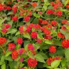 Red Lantana Live Plant 3-Pack – 4-6 Inch Tall Starter Plants – Attracts Butterflies, Outdoor - Image 1