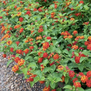 Red Lantana Live Plant 3-Pack – 4-6 Inch Tall Starter Plants – Attracts Butterflies, Outdoor - Image 3