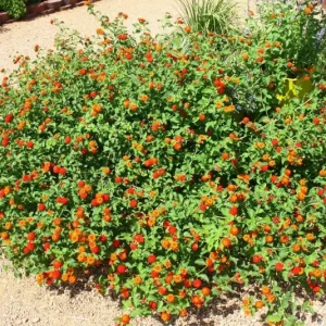 Red Lantana Live Plant 3-Pack – 4-6 Inch Tall Starter Plants – Attracts Butterflies, Outdoor - Image 4