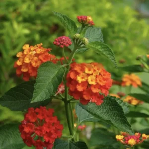 Red Lantana Live Plant 3-Pack – 4-6 Inch Tall Starter Plants – Attracts Butterflies, Outdoor - Image 5