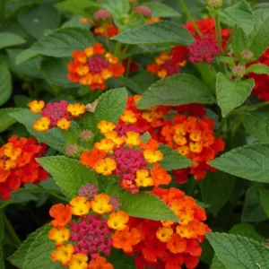 Red Lantana Live Plant 3-Pack – 4-6 Inch Tall Starter Plants – Attracts Butterflies, Outdoor - Image 6