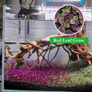 Red Leaf Aquarium Ground Cover Plant Seeds – Over 1000 Seeds, Fast Grow, Aquatic - Image 1