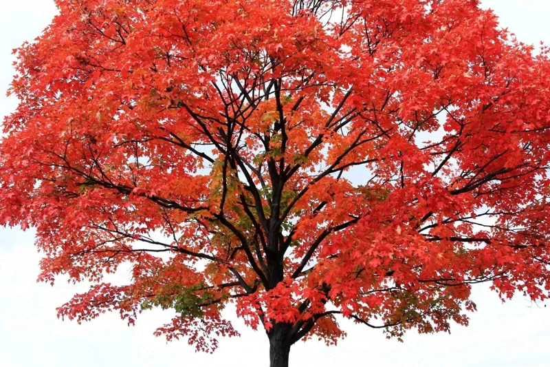 Red Maple Tree Seeds (Acer rubrum) - 25+ Fast Growing Seeds for Outdoor Planting - Image 3