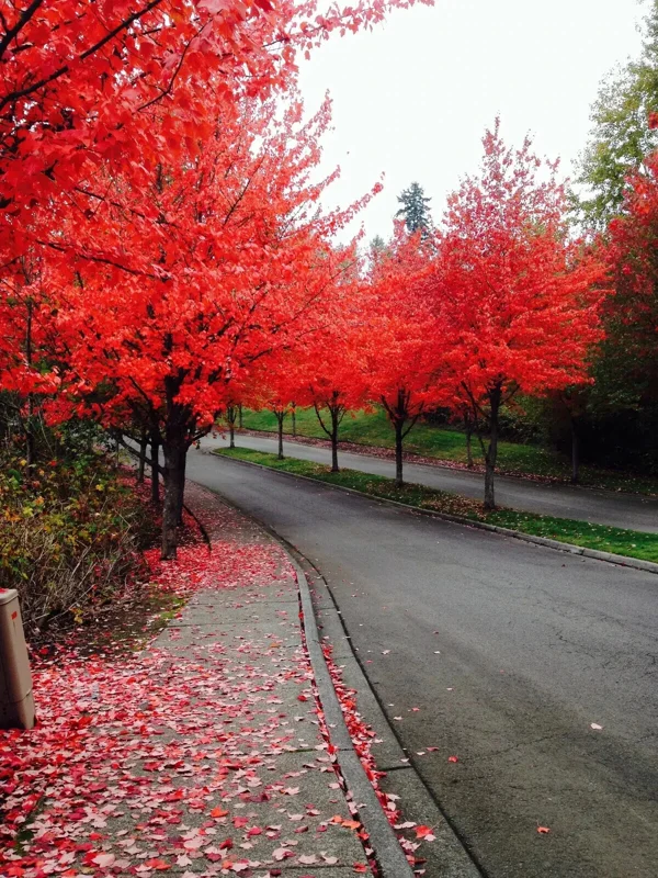 Red Maple Tree Seeds (Acer rubrum) - 25+ Fast Growing Seeds for Outdoor Planting - Image 1