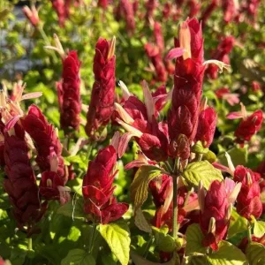 Red Shrimp Plant Live Plant – Beloperone guttata – 3 Pack Starter Plants 4-6 Inches Tall - Image 3