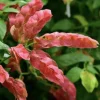 Red Shrimp Plant Live Plant – Beloperone guttata – 3 Pack Starter Plants 4-6 Inches Tall - Image 1
